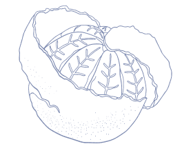 マンダリンオレンジ果皮エキスイラスト