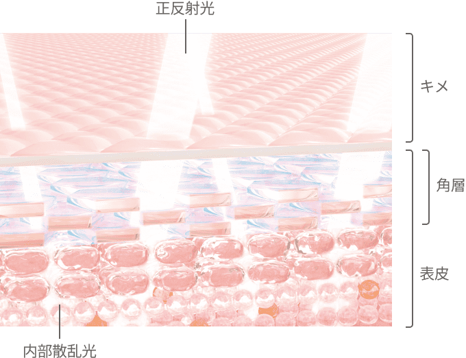 角層内部イラスト