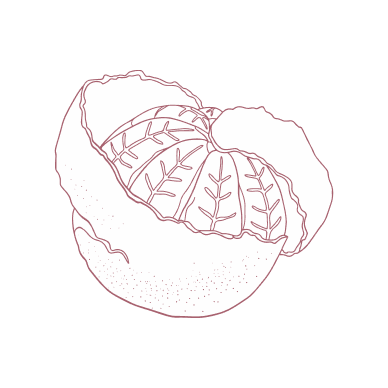 マンダリンオレンジ果皮エキスイラスト